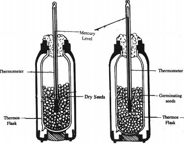 561_Heat energy is liberated during respiration.png